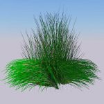 Sand Cord Grass (Spartina bakeri)