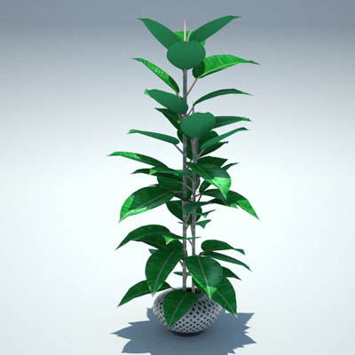 Potted Rubber plant. 