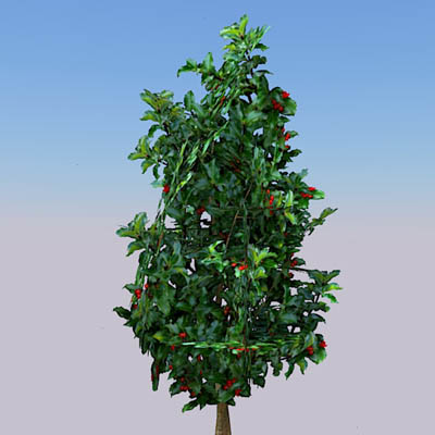 3 configurations of Holly bushes...4ft 6ft and 12f.... 