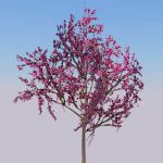 Two specimens of Eastern Redbud (Cercis canadensis...