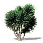 Yucca gloriosa (Spanish Dagger); tree type; Summer...