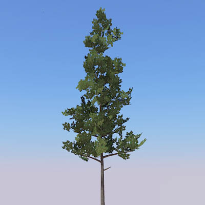 3 specimens of Loblolly pine (Pinus 
taeda) commo.... 