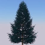 Generic fir tree