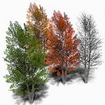 Generic deciduous tree in a variety of seasons