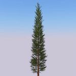 Generic fir tree