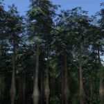 A selection of 4 low-poly Bald or Swamp cypress (T...