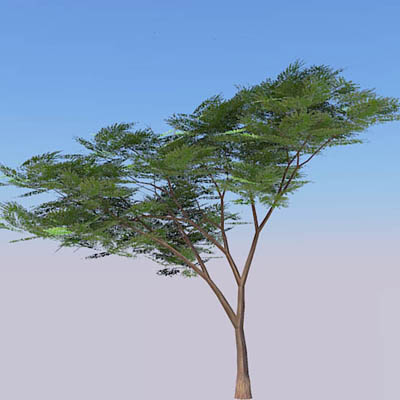 A selection of acacia trees. 