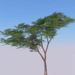 A selection of acacia trees