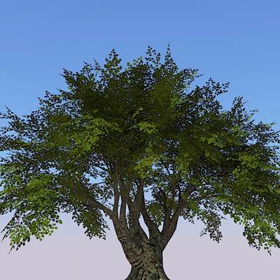 High Definition generic tree...for when nothing el.... 