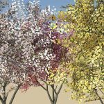 Three varieties of Flowering Dogwood (Cornus Flori...