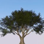 Higher poly generic tree, for when nothing else wi...