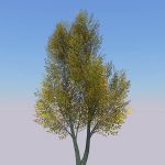 Generic tree with seasonal variations
