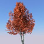 Generic tree with seasonal variations.