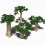 Four baobab trees, ranging approx. from 40' to 80'...