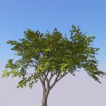 Small generic tree (9-10ft) with 4 seasonal variat...