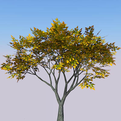 Small generic tree (9-10ft) with four seasonal var.... 