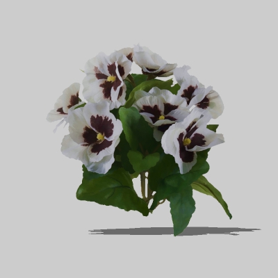 2D Pansies (Viola tricolor). 