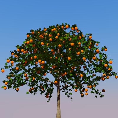 Orange tree in the Geometree 
series...constructe.... 