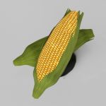 Fully textured model of corn.