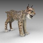 A bobcat or lynx