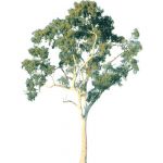 Ghost gum approx 40' / 12m high. SketchUp V5 is ph...