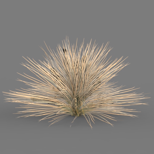 Carex Bronzina (low poly model). 