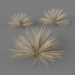 Carex Bronzina (low poly model)