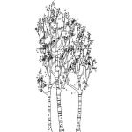 Stand of silver birches in sketchy graphic style