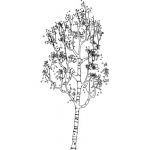 Silver Birch in sketchy graphic style.