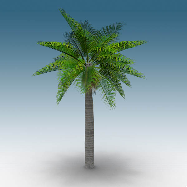 Queen palm, Syagrus romanzoffiana. 
Four sizes ra.... 