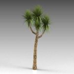 Variations of Joshua trees (Yucca 
brevifolia)