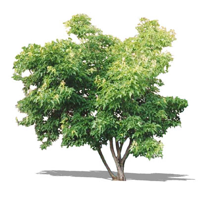 Amur Maple (Acer ginnala). 