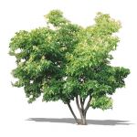 Amur Maple (Acer ginnala)