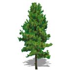 NPR spruce tree; approx 35' /11 m. high
