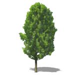NPR generic deciduous tree