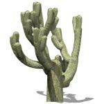 Cholla cactus (genus Opuntia), approx 10' / 3m hig...