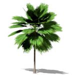 Small NPR Mexican Fan Palm (Washingtonia robusta);...