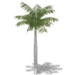 Royal Palm (Roystonea regia) approx 40' / 12 m hig...