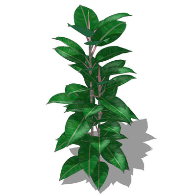 Rubber Plant (Ficus elastica ) approx 4.5ft / 1.5m.... 