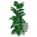 Rubber Plant (Ficus elastica ) approx 4.5ft / 1.5m...