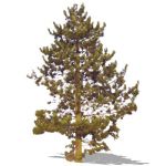 Austrian Pine (PInus nigra) approx. 60 ft / 20m hi...