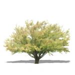 NPR non-specific deciduous tree. Apptox 18' / 6m h...