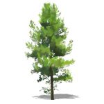 NPR non-specific conifer; approx 30' / 10m high.