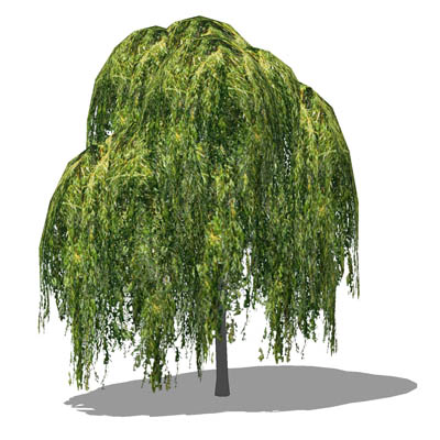 Medium poly Weeping Willow (Salix babylonica); app.... 