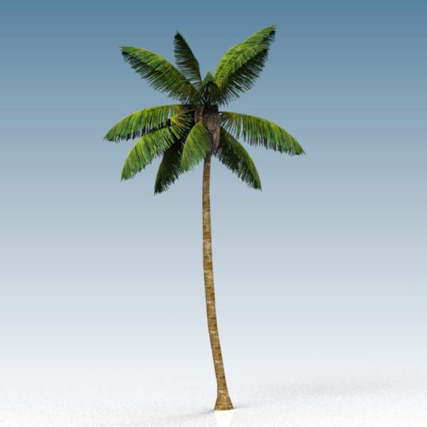 A 35 ft (11 m) coconut palm. 