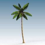 A 35 ft (11 m) coconut palm