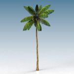 A 35 ft (11 m) coconut palm