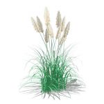 Pampas grass (Cortaderia selloana) approx 8' / 2.5...