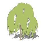 Weeping willow tree with face me characteristics