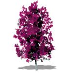 NPR River's Purple Beech (Fagus sylvatica; 4 varia...
